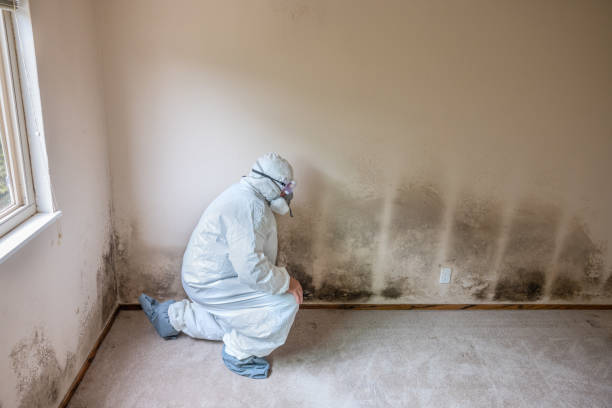 Baden, PA Mold Remediation Company